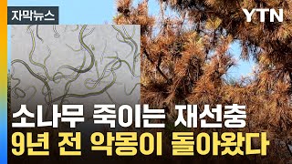 [자막뉴스] 소나무 말려죽이는 재선충 '대확산', 왜? / YTN