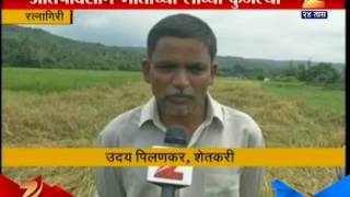 Ratnagiri Loss Of Rice Crop Because Of Rain