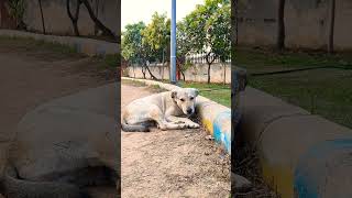 कितना मासूम है ये #dog #dogfans #animals #love #dog #cute #doglover #doglife