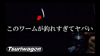 このワームで秋のアジングがイージーになっちゃいます【11月下旬　アジング】Japanese amberjack