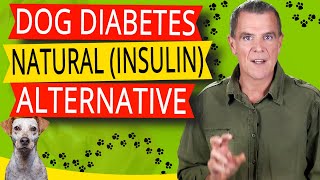 Natural Medicine For Diabetes in Dogs (PROVEN Home Remedy For Dog Diabetes)