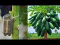 How To Grow Papaya With An Easy Stem | Papaya Grafting Techniques #papaya