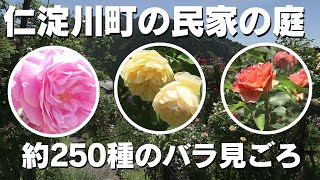 「仁淀川町で一般開放している民家の庭 約250種類のバラが見ごろ迎える」2024/5/9放送