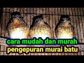 Cara PENGEPURAN Murai Batu || cara ternak murai batu