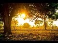 1 Hour Birds Singing Sounds Nature Relaxing Meditation