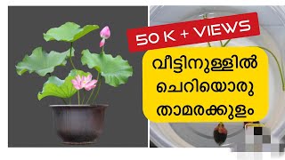 How to Plant Lotus / Water Lilly at Home || വീട്ടിൽ എങ്ങനെ താമര വളത്തിയെടുക്കാം I Lotus Plant Home