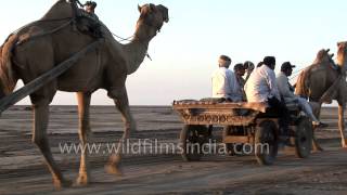 Are you ready for a camel cart ride?