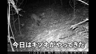 貴重な映像が撮れました！カメラで見た野生動物たちの姿。