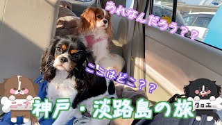 【２匹のキャバリア犬】愛犬２匹を連れて、神戸の夜景から淡路サービスエリアへ！大観覧車は強風で乗れませんでしが、ドックランへ行きました！