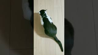 ねこの逆くしゃみ?　動物病院に行くときのために撮りました　 #ねこ #cat