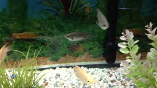 Giant Redtail Gourami \u0026 Giant True Albino Gourami For Sale!