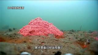 降温钓鱼大测试，记录降温后7天同一钓点水下鱼情的变化