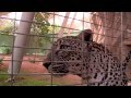 Al Ain Zoo Arabian Leopards قيس و لبنى