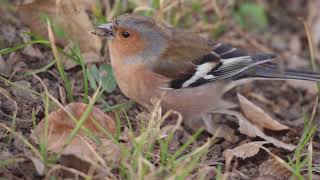 Pěnkava obecná  (Fringilla coelebs)