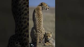 Saharan Cheetah (Acinonyx jubatus hecki)