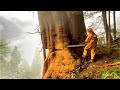 Top 5 BIGGEST Tree Cuttings in the World ! Amazing Fastest Skill Cutting Big Tree ChainSaw Machines