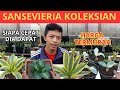 MURAH ⁉️😱 STOK TANAMAN HIAS SANSEVIERIA TERBARU | JENIS JENIS SANSEVIERIA MEWAH DAN MURAH