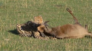 solitary cheetah bring down wildebeest video