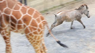 グレビーシマウマのミナトくん、嬉しくて爆走。【京都市動物園】