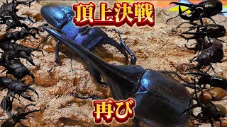 [カブトムシ]第2回世界最強カブトVSクワガタ全面対決[クワガタ]