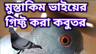 মুস্তাকিম ভাইয়ের গিফ্ট করা কবুতর | Jalali kobutar palon poddhoti | Top quality jalali buno kobutor