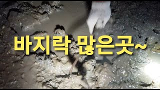 보령권 해루질 바지락채취 미역이 아직까지?? 201/174