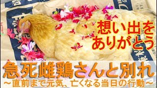 急死雌鶏さんと別れ～直前まで元気、亡くなったニワトリの当日の行動～