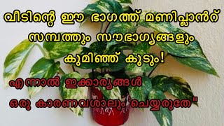 മണിപ്ലാൻറ് വീടിന്റെ ഈ ദിശയിൽ വയ്ക്കൂ …സൗഭാഗ്യങ്ങൾ നിങ്ങളെ തേടി വരും .. സംശയമില്ല!