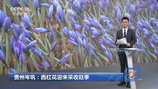 [中国三农报道]贵州岑巩：西红花迎来采收旺季|农业致富经 Agriculture And Farming