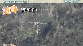 20230227 遊隼空中便便／Peregrine Falcon