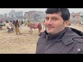 horse mandi in pakistan gujrat horse mandi pakistan big horse mandi horsevideo horselover