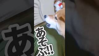 【犬猫アテレコ】鍛錬する猫を止めるコーギーと遊びたい柴犬 #アテレコ #アフレコ