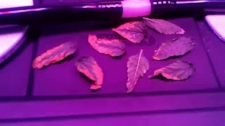 Problem in Marijuana DWC Hydroponic gardencal-mag nitrogen burn rookie mistake revealed SSN 1 EP3