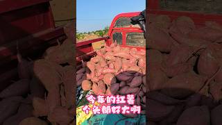 今年的红薯个头都好大啊 #生活 #农村生活 #田园生活 #种田 #红薯 #village #farming #sweetpotato