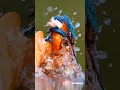 カワセミ kingfisher