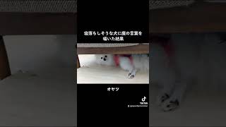 寝落ちしそうな犬に魔の言葉を囁いた結果 #ポメラニアン  #pomeranian