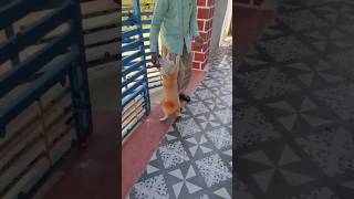 Nenu ma owner appa enjoy chesthamu🤣🤣😅 #funny #comedy #viralvideo #video #trending #shorts #puppy #yt