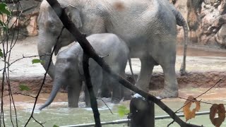 プールから出てママを追いかけるアルンくんがかわいい♪【未公開編】【上野動物園】アジアゾウ