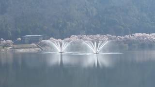 八千代湖の桜と噴水　　（安芸高田市　江の川）