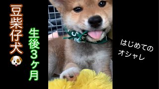 【豆柴仔犬】唐草のバンダナ、はじめてのオシャレ #shorts