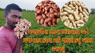 મગફળીને ભરાવદાર-વજન વધારવામાટે કયું ખાતરઆપવું magfaline bharavda-vajanvadharva mate kayu khataraapvu