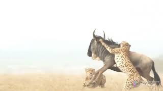 # Leopard and Bison attack #চিতাবাঘ ও বাইসনের লড়াই