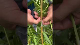 Peach Summer Grafting Techniques Full Steps #satisfying #shortsvideo