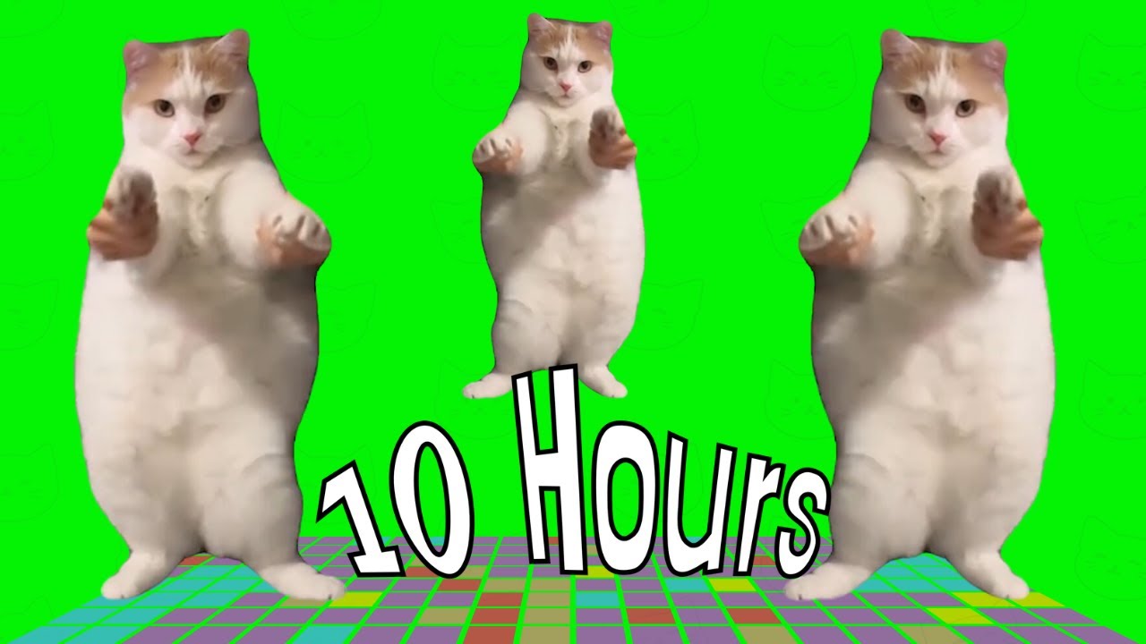 Cat Dancing To Edm 10 Hours Youtube