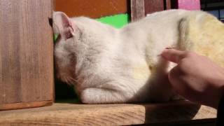 吉備津神社の猫 (A cat living in Kibitsu Shrine, Okayama)