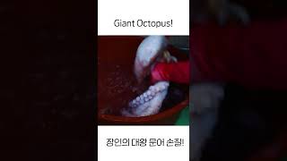 문어 장인의 거대한 문어 손질 과정 / Amazing Korean Giant Octopus! #shorts