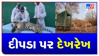 Junagadh: Forest dept radio-collars 2 leopards to study movements, other activities | TV9News