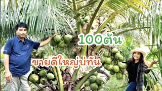 ปลูกมะพร้าว100ต้น บนคันนา สร้างรายได้ดีกว่าทำนาอย่างเดียว พ่อค้าแย่งกันซื้อ จะขยายเพิ่มอีก20 ไร่