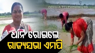 Rajya Sabha Cong MP Phulo Devi Netam Sows Paddy In Field