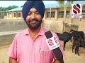 ਸਵੈ ਰੁਜ਼ਗਾਰ ਪਿੰਡਾਂ ਵਿੱਚ ਇੱਕ ਸਫਲ ਕਾਰੋਬਾਰ goat farming a successful business